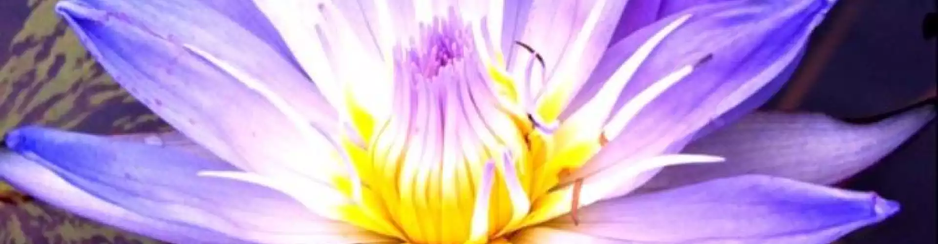 Meditation for Beginners - Online Class by Barbara Reid