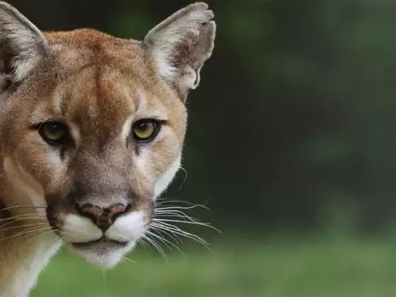 What Animals Can Teach Us About Listening: Sharing Wisdom