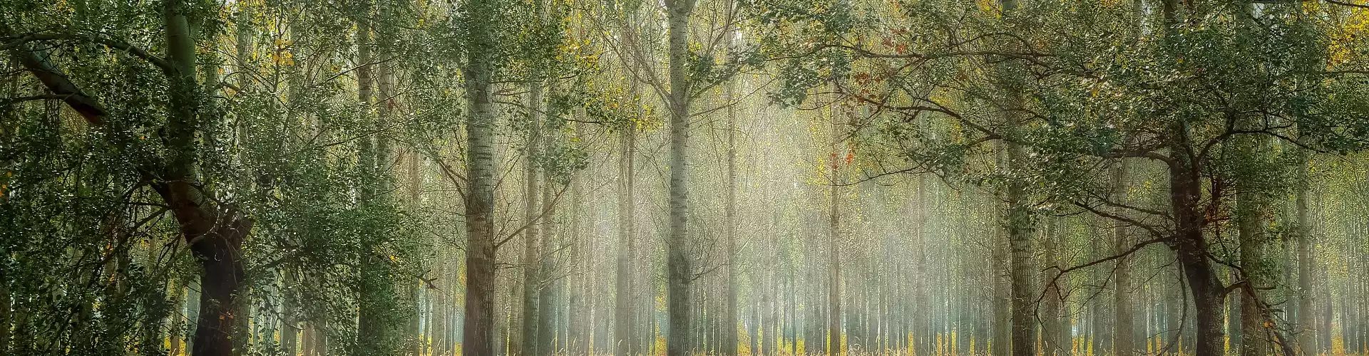 মিনি রেকি মেডিটেশন: গ্রাউন্ডিং