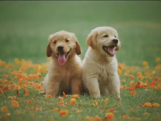 How Our Animals Enhance Our Intuition