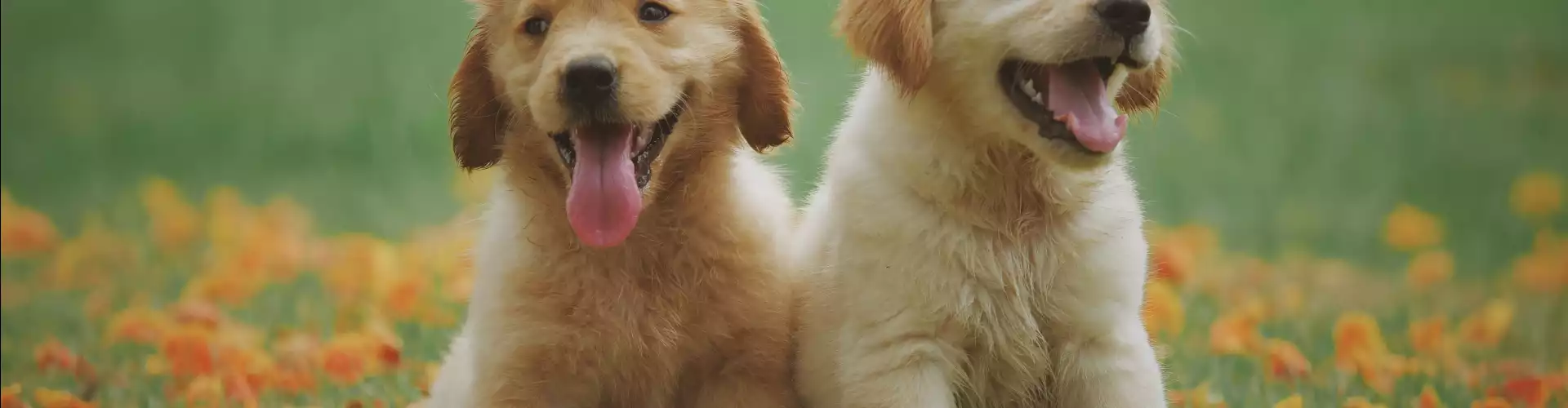 How Our Animals Enhance Our Intuition - Online Class by Carolyn McGee