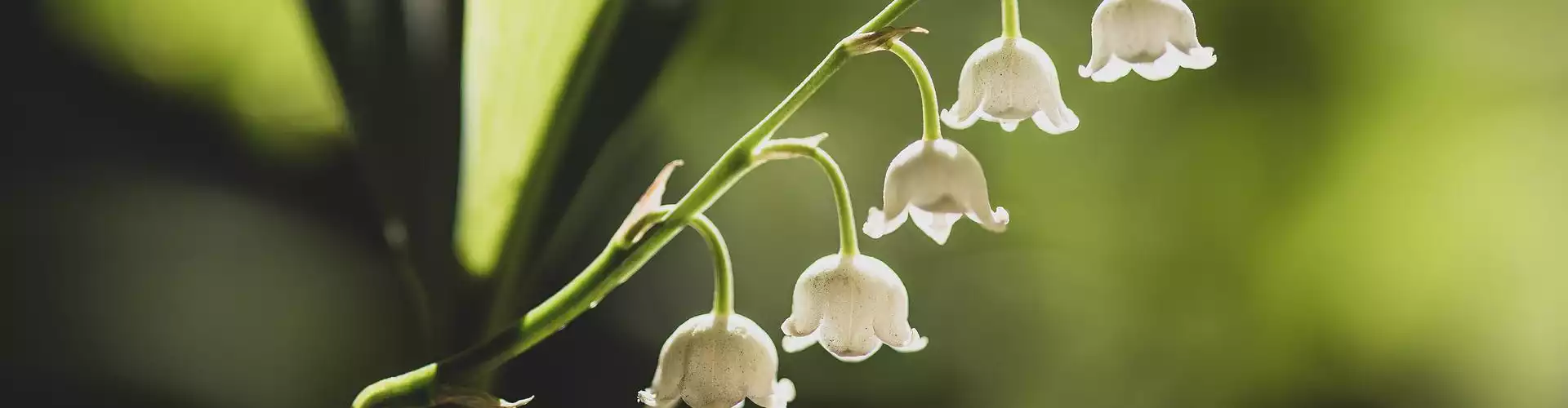 Viaje de Meditación Reiki: La Magia de las Flores