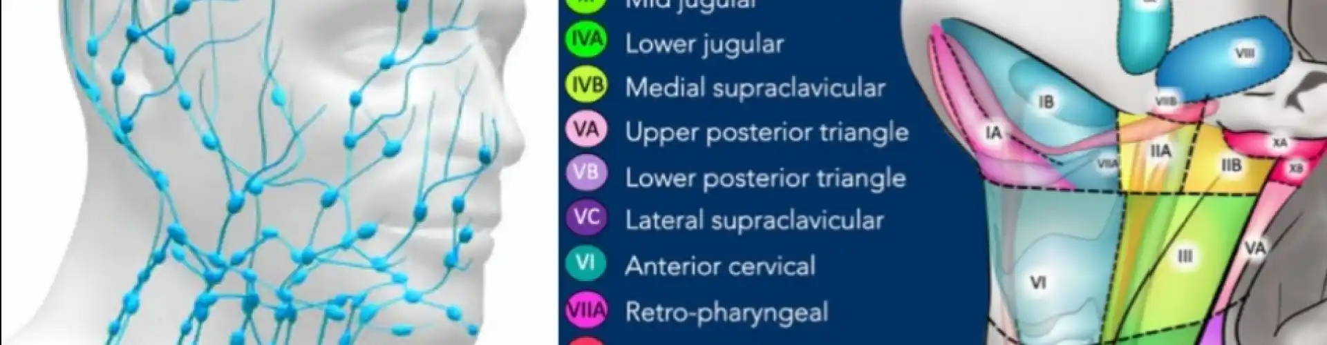 Manwal na Lymphatic Drainage Ulo at Leeg  - Online Class by Cassaundra Paolini