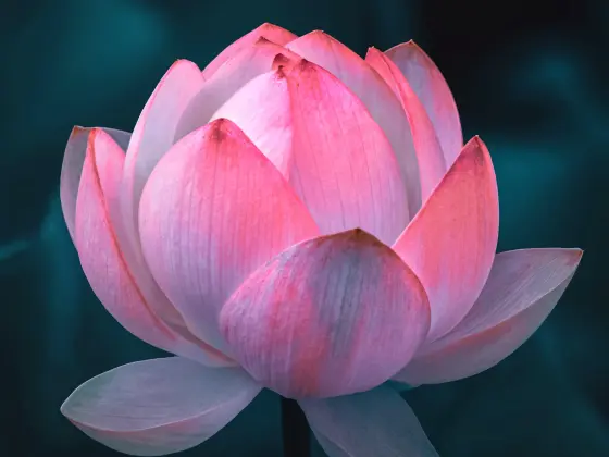 Fim de semana de mestrado em Reiki